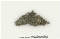 藏品(三裂鞭蘚)的圖片